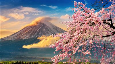 Fuji San im Frühling mit Kirschbluete